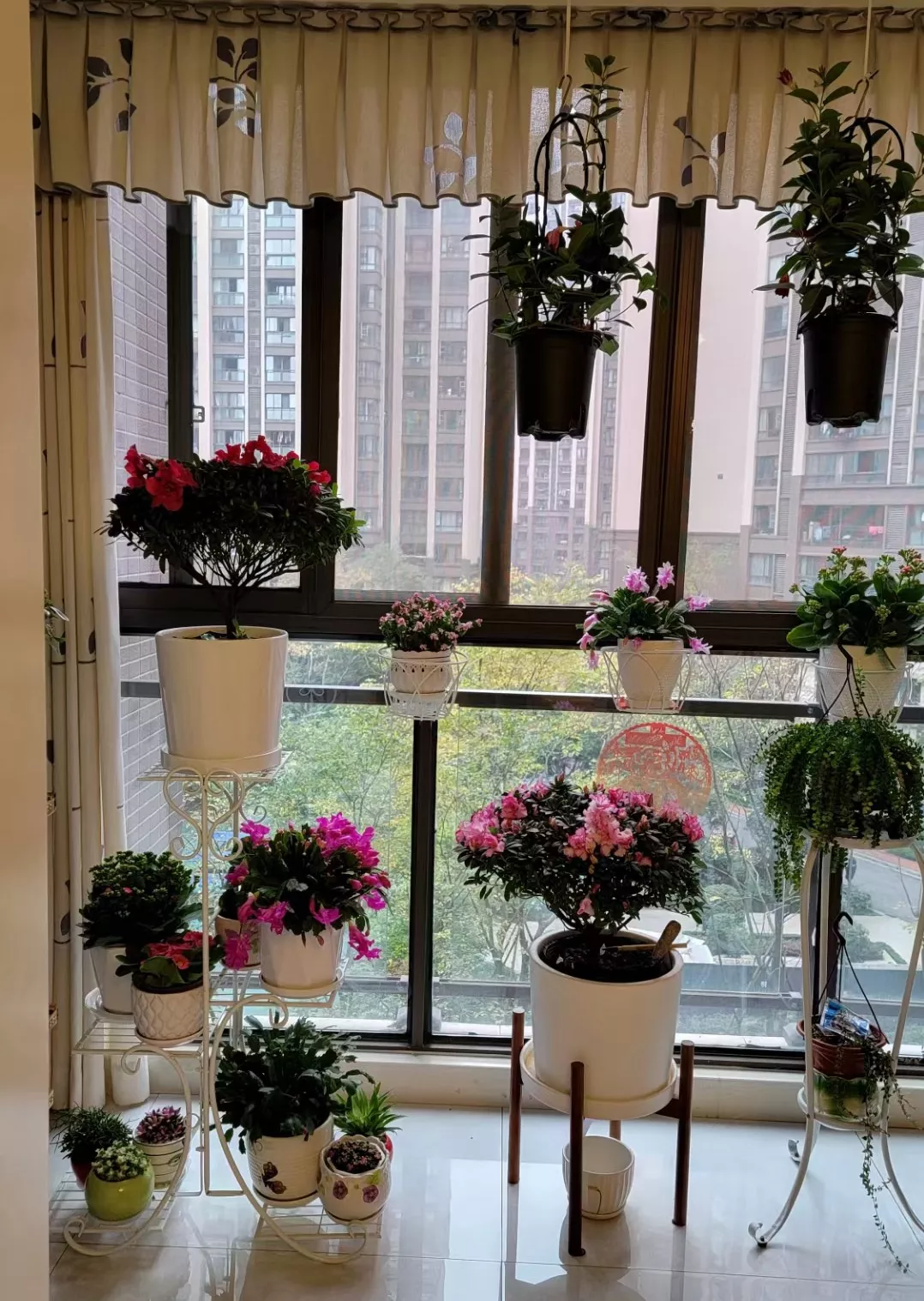 來一組朋友家的花草彙 有開在冬天裡的蘭草 瑞香 杜鵑花 康乃馨 長壽花 蟹爪蘭可美啊 花草之美 美在這份蔥茏的綻放 美在