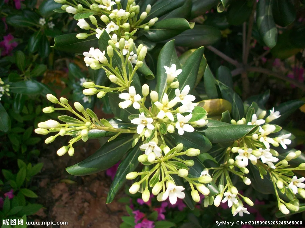 魚子蘭 清 納蘭性德石家金谷裡 三斛買名姬 綠比琅玕嫩 圓應木難移 若蘭芳競體 當暑粟生機 身向樓前墜 遺香淚滿枝 花 天天看點