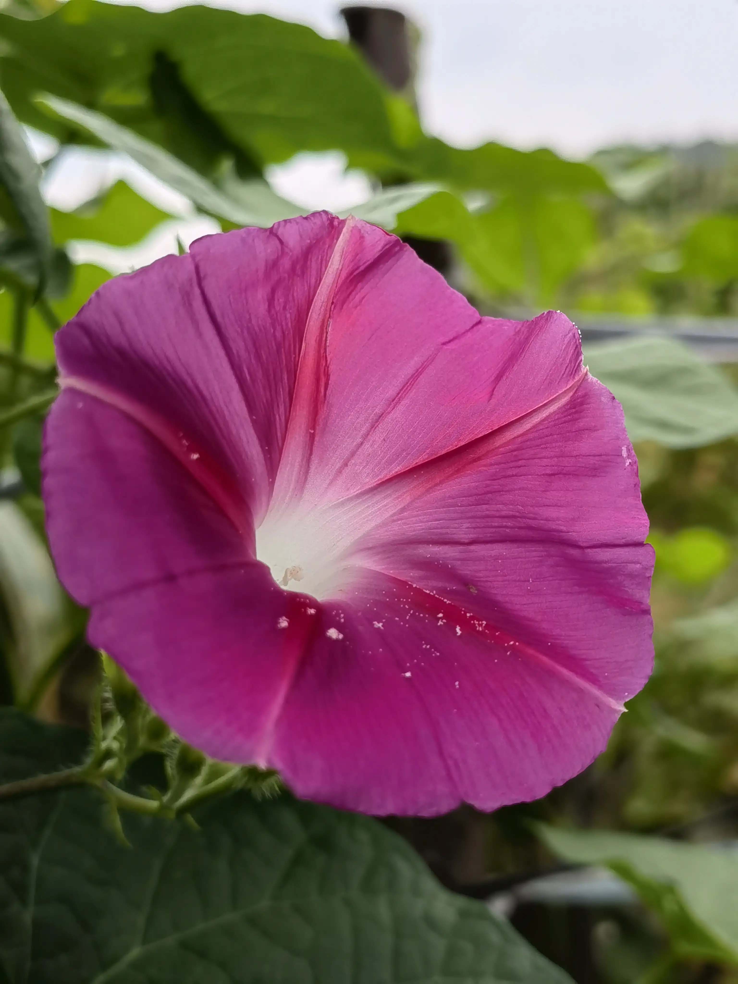 粉色的大花牽牛花 牽牛花一般在春天播種 夏秋開花 花期5月至10月 大都朝開午謝 其品種很多 花的顔色有藍 绯紅 桃紅 天天看點