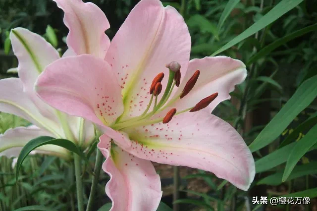 夏日賞花時刻 花 現在正是百合花盛開的季節 在球根花卉中 百合花應該是最常見 最普及 也是品種最多最受歡迎的花種 光 天天看點