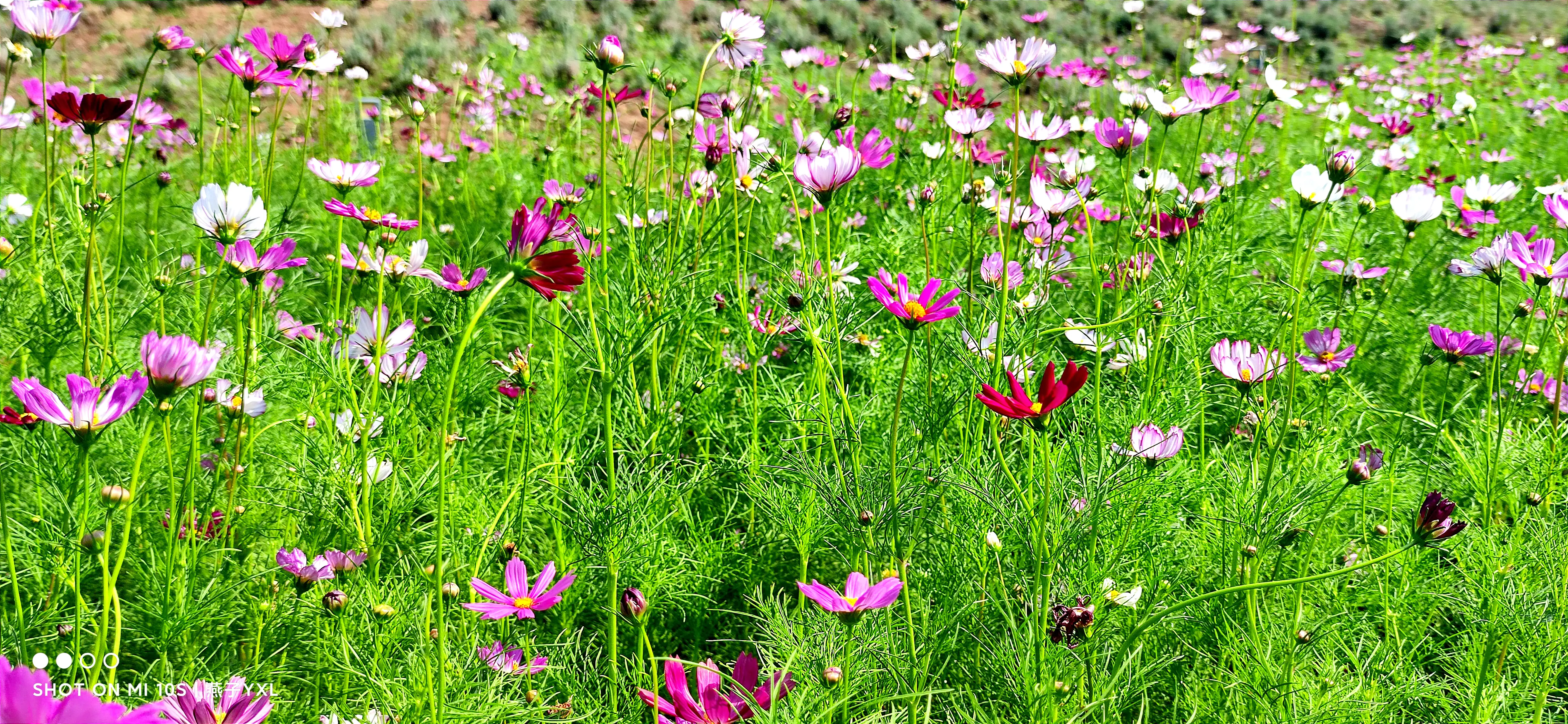 美好的遇见结束锻炼 准备回家时再拐到格桑花处再睹她的风采 恰好一辆洒水车正在浇花 水滴洋洋洒洒的飘落在花丛中 我躲在洒水