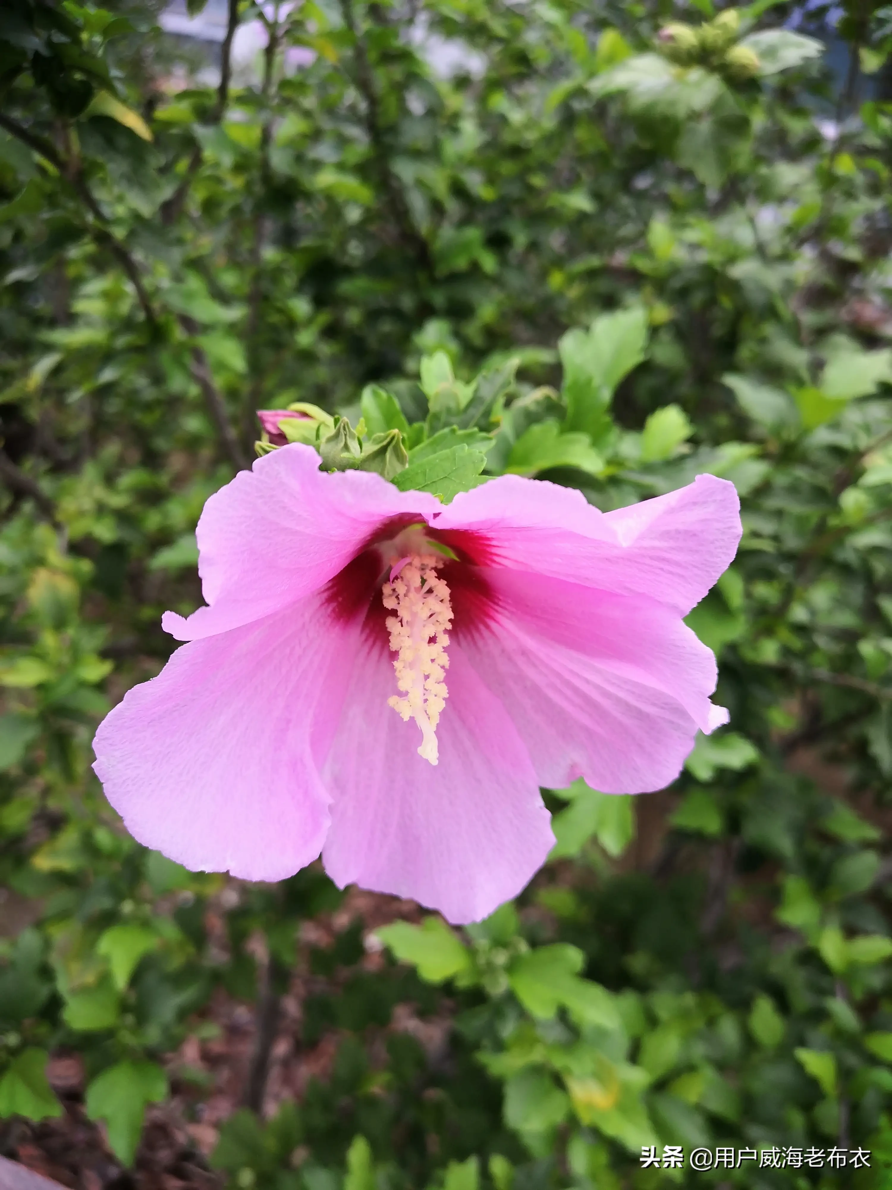 木槿花 别名 籬障花 白槿花等 許多城市的路邊 公園有種植 具有清熱利濕 涼血解毒的功效 夏日裡在公園遛彎 乘涼 如被蚊