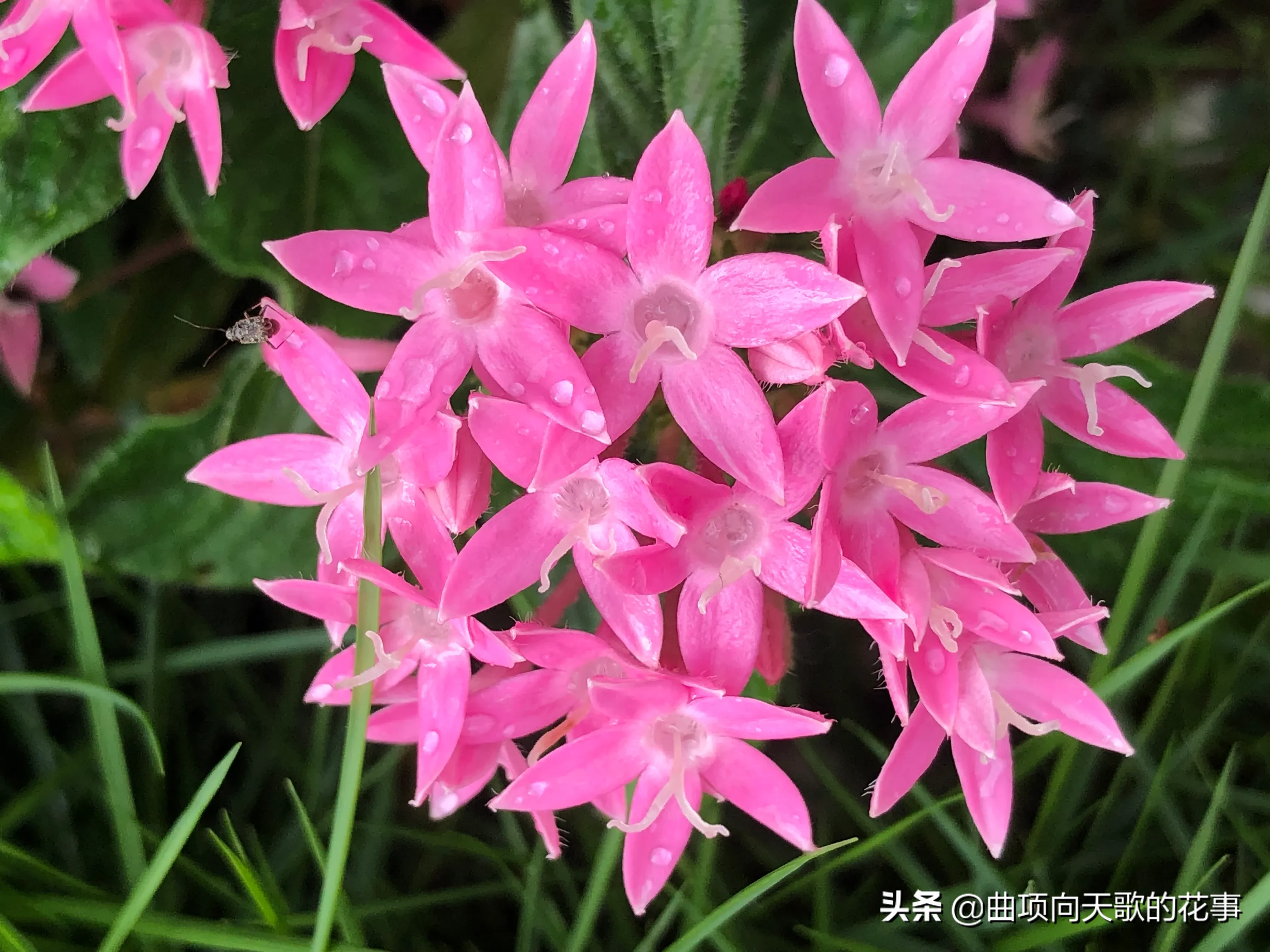 曲項向天歌的花事 22每日一花 第163朵 五星花 别稱 雨傘花 繁星花 星形花 埃及衆星花 草本仙丹花等 翠枝