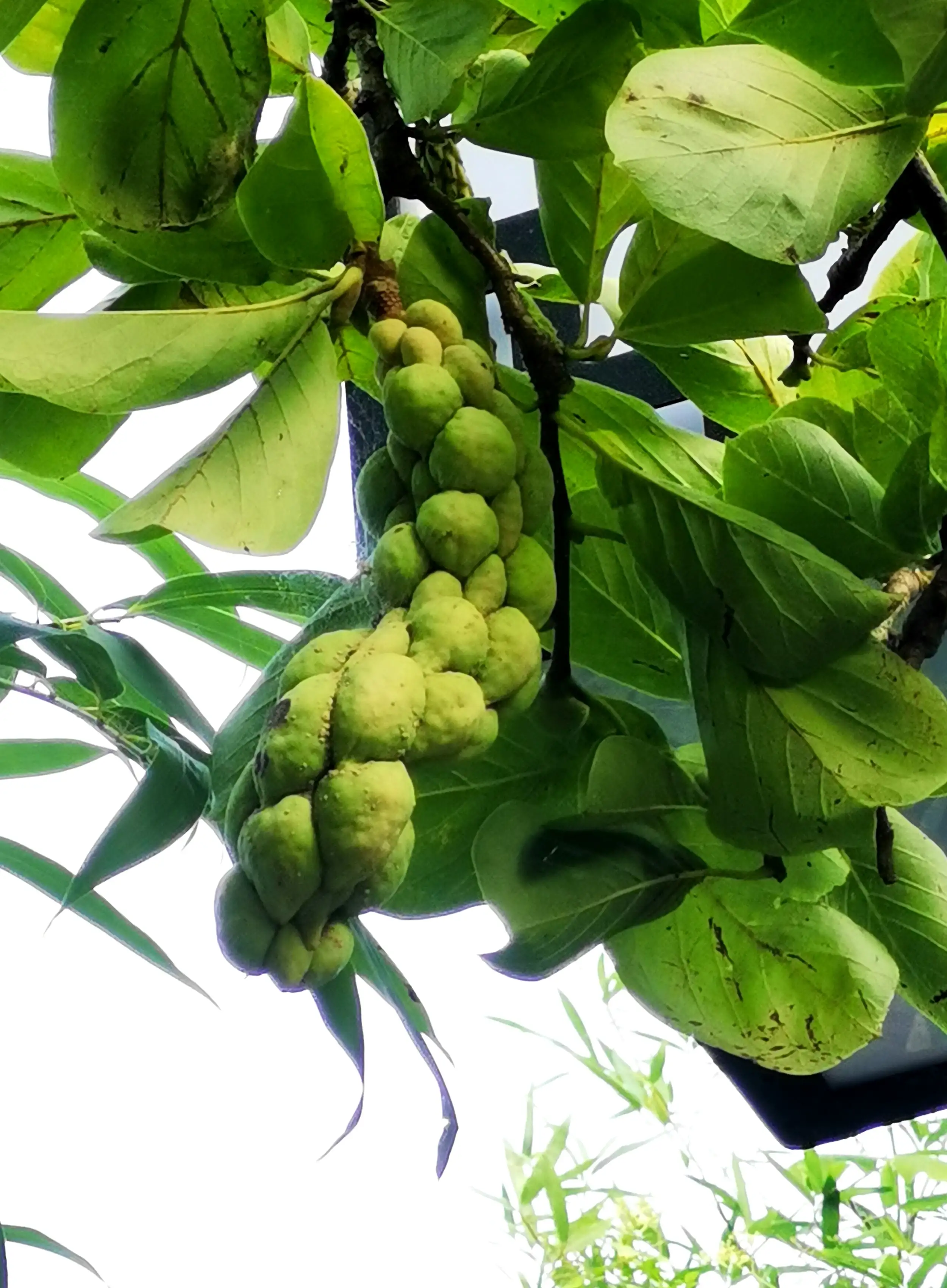玉蘭花大家都見過 一到春天 玉蘭花開滿樹都是 有白的粉的和紫的 非常的漂亮 贊 可玉蘭果想必沒有多少人見過 準确的說是