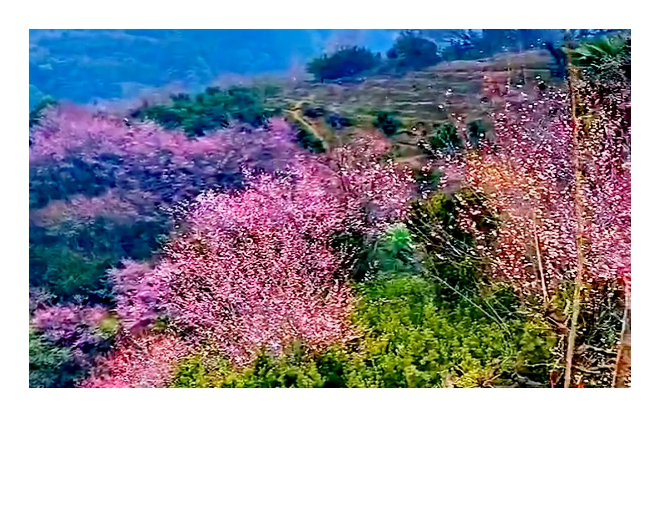 黃山歙縣有這麼一個地方 賣花魚村 藏着中國最濃豔的春天 那裡有最美的梅花 每到初春之際 古樸的村子好似童話故事般 一座 天天看點