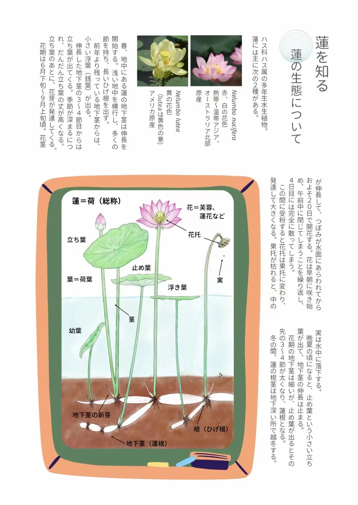 今參加日本小原流線上研修課 蓮 主題 由家元小原宏貴先生 小原流研究院副院長鈴木查智子老師親自學 蓮 主題研修課 展示了