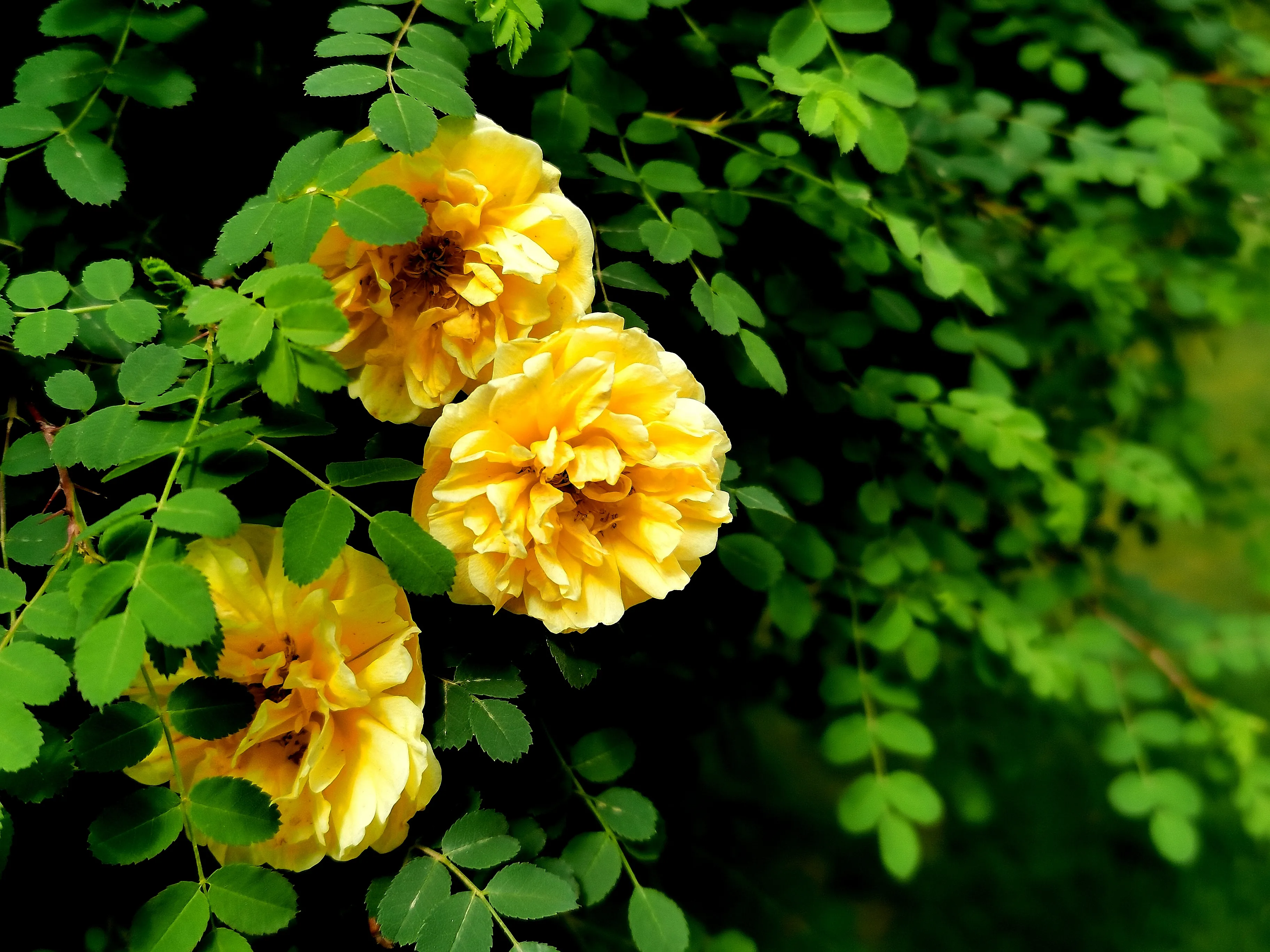 夏花盛開 難掩春卉嬌妍 這美顔如燦的俏麗之玫 怎容它悄然離去 令我心心念念 天天看點