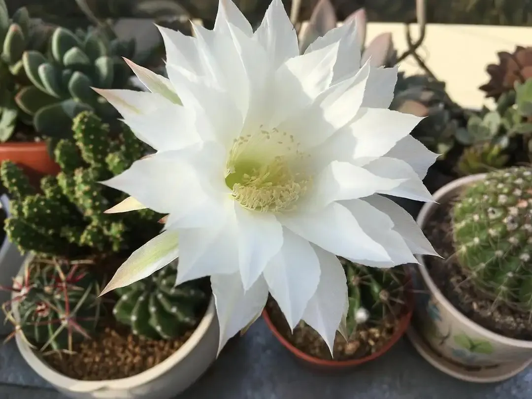 哈哈 我的仙人球又开 了 白色 大朵的花朵很是好看 洁净 高雅 科普了一下 我种的仙人球是短毛丸 名字听起来很是可爱 短 天天看点