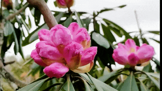 有一种美，叫汉江源的杜鹃花插图18