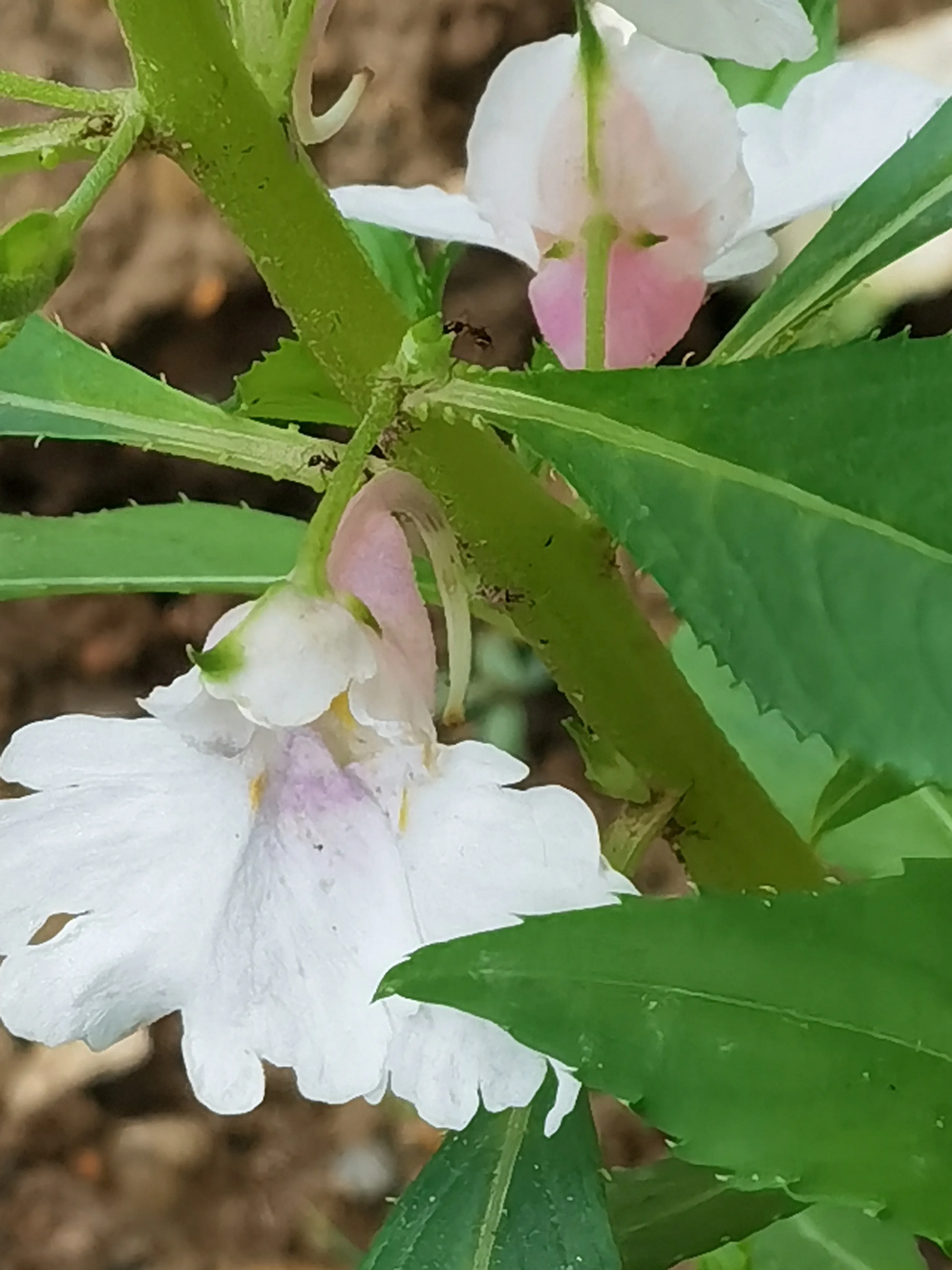 夏日花花大合集 花壇裡的鳳仙花開了 紅的 白的 紫的 那一抹嬌豔煞是惹人喜愛 去年為了友善學生科學觀察撒下的種子 今年 天天看點