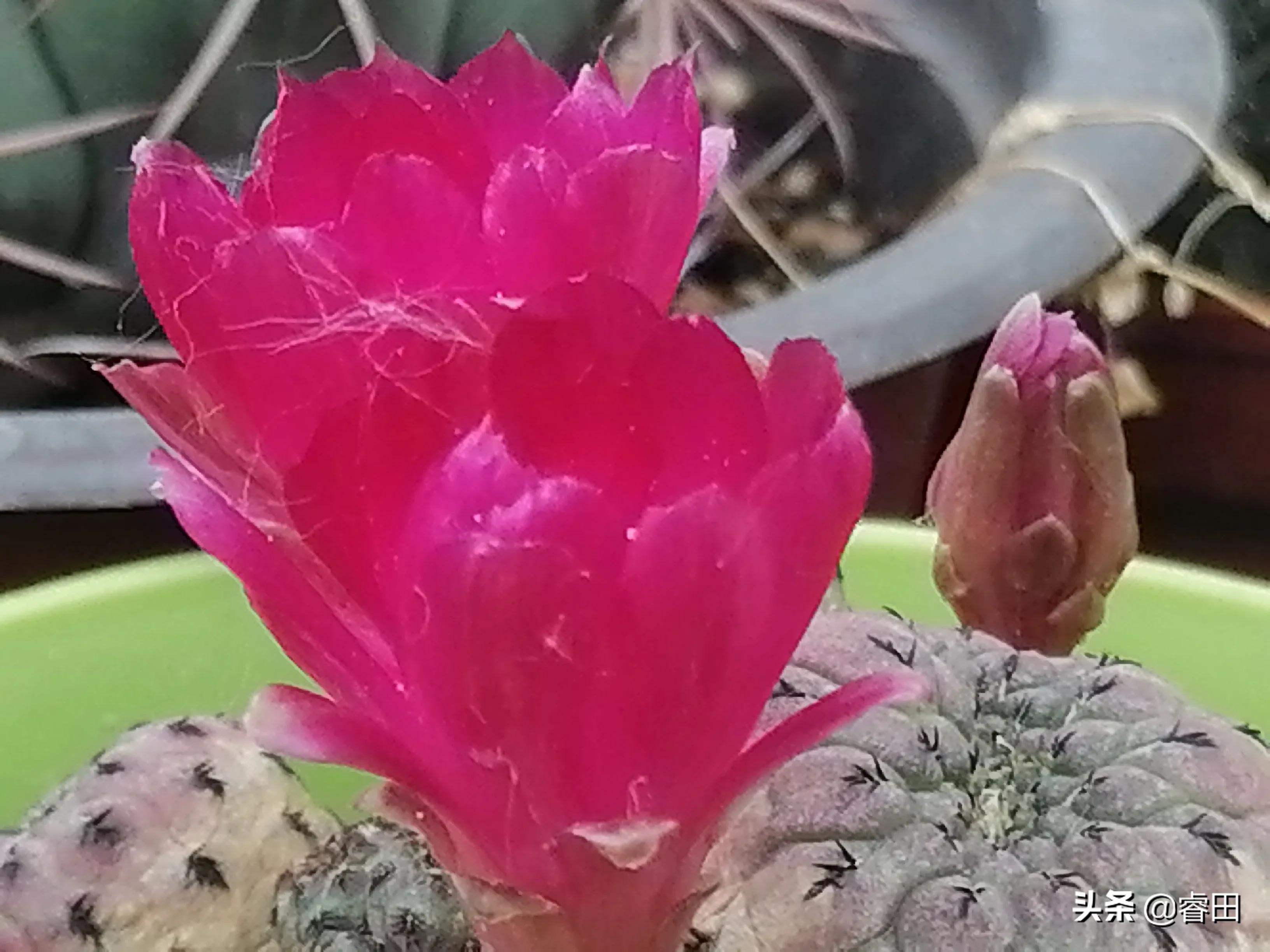 爆仔能力超强紫丽丸 极易形成一个族群 球体达2cm就具有开花能力 花色玫红较小 但也很精致 球体基本无刺 形状不怎么招人