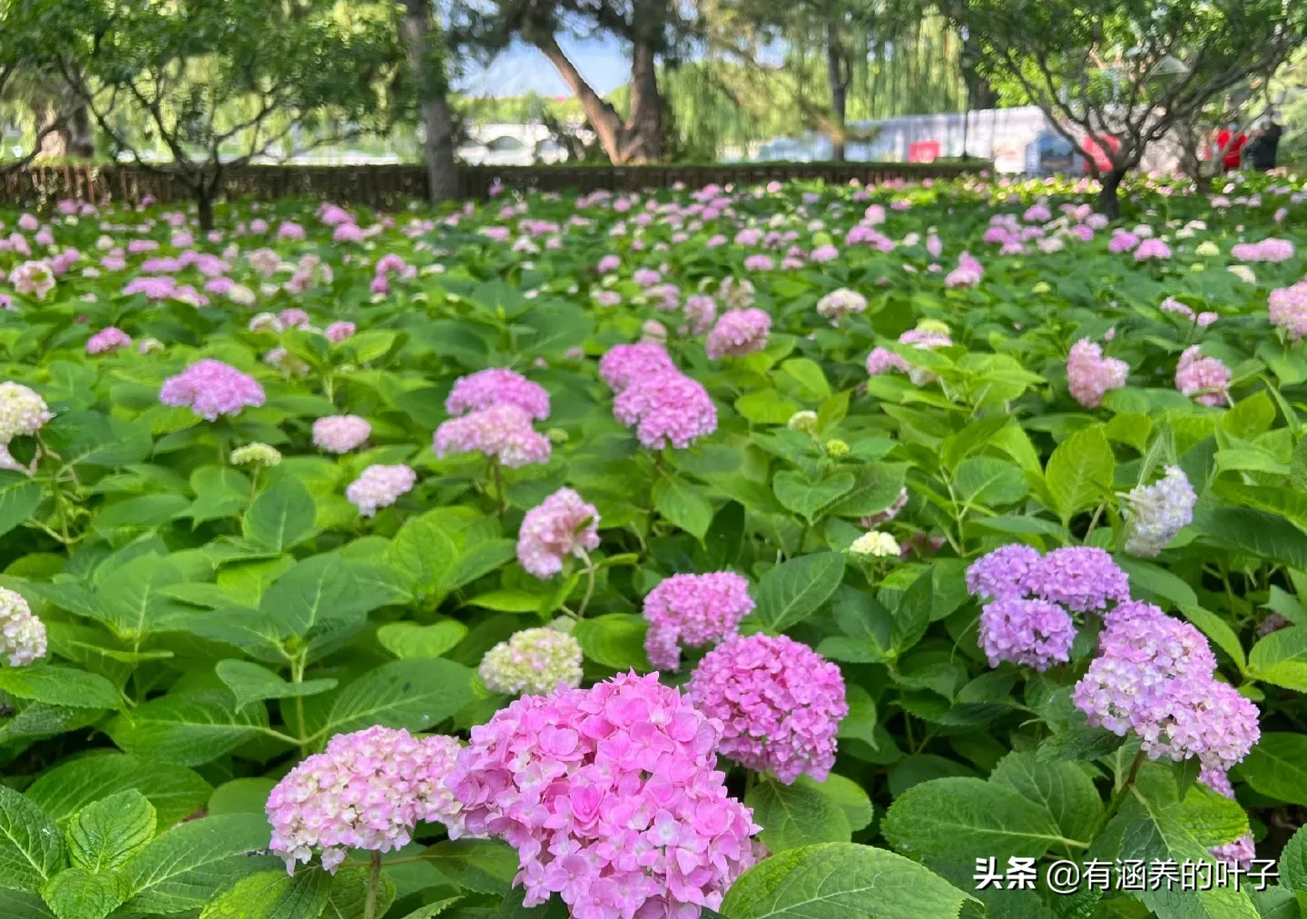 春末夏初 转眼就到了绣球花开的好时节 绣球 又名八仙花 紫阳花 落叶灌木或小乔木 绣球花开 繁花锦簇 美不胜收 光影中的