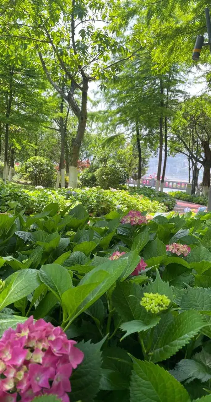 樓下的繡球花這幾天盡先開放 瞬間就被吸引住了 它的花團讓我感覺很有仙氣 很溫馨有愛美滿 繡球花又名八仙花 紫陽花 繡球的