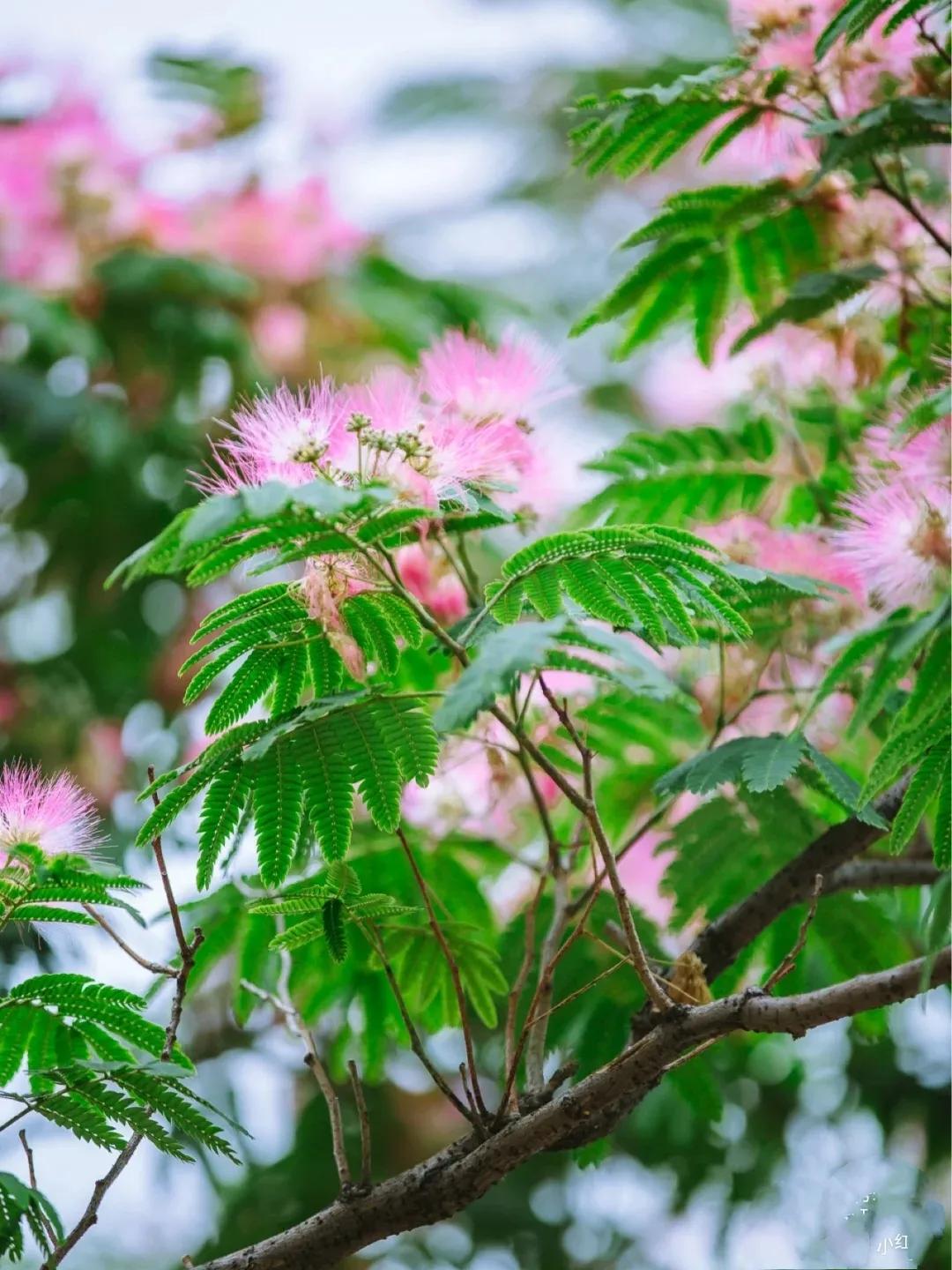 六月 是合欢花竞相开放的季节 那一树树绿叶红花 一朵挨着一朵 密密匝匝 灿烂明媚 翠碧摇曳 幻影红纱 如同点亮的星星 又 天天看点