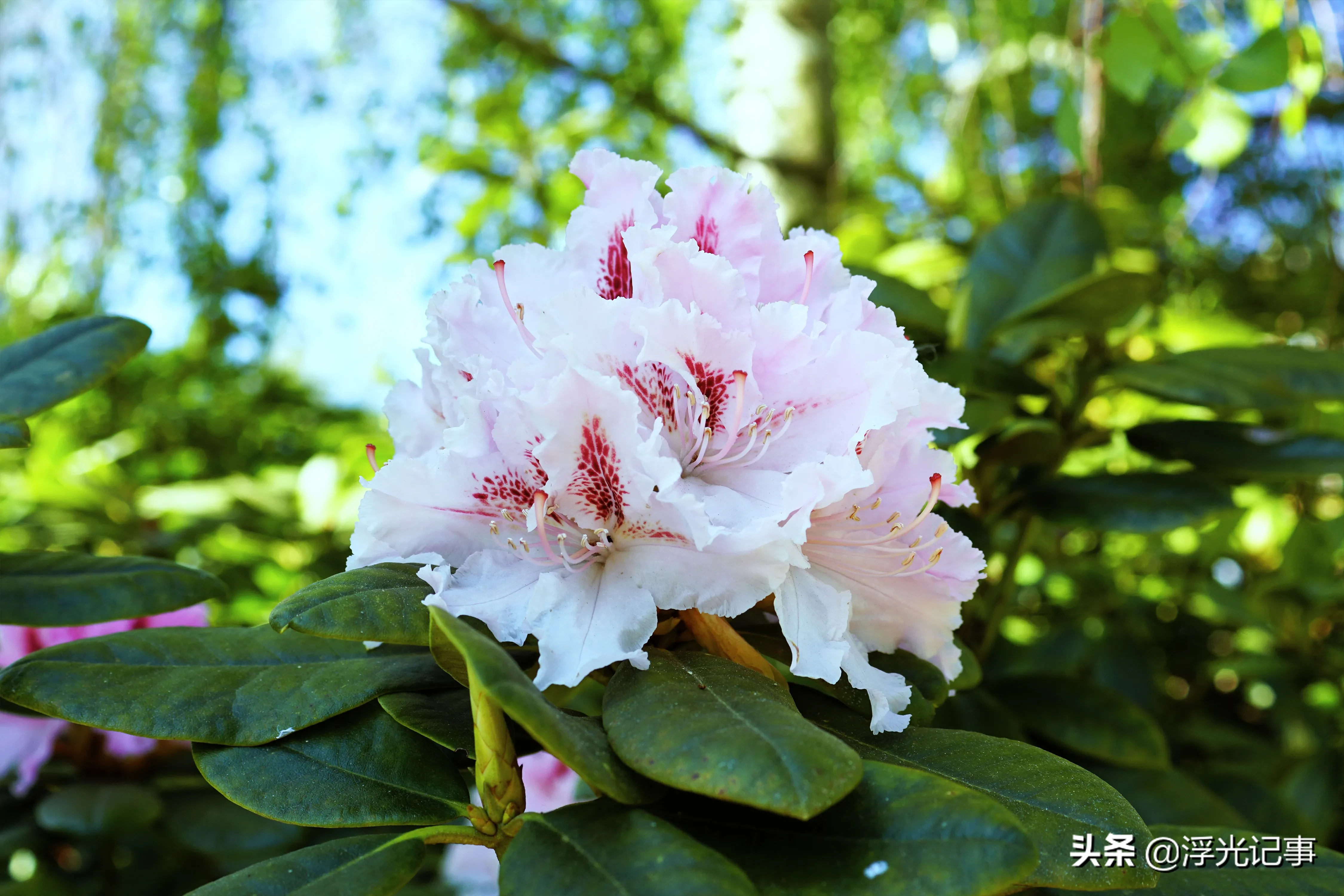 杜鹃花 我能渐变我骄傲杜鹃花科杜鹃属 常绿灌木中国十大名花之六 杜鹃花是8月8日生日花太喜欢这种自己就能搞个渐变出来的花