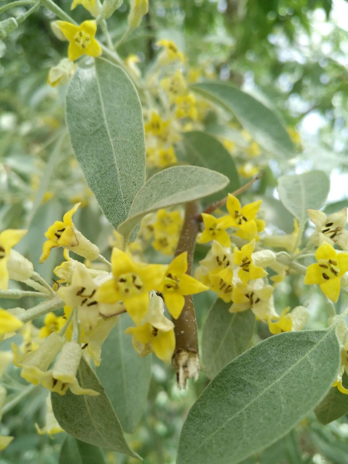 沙枣花开了 新韵 文 田万森沙枣花开满树黄 金钟串串叶间藏 清风朗月遮不住 夜暮来临送晚香 22 5 14 天天看点