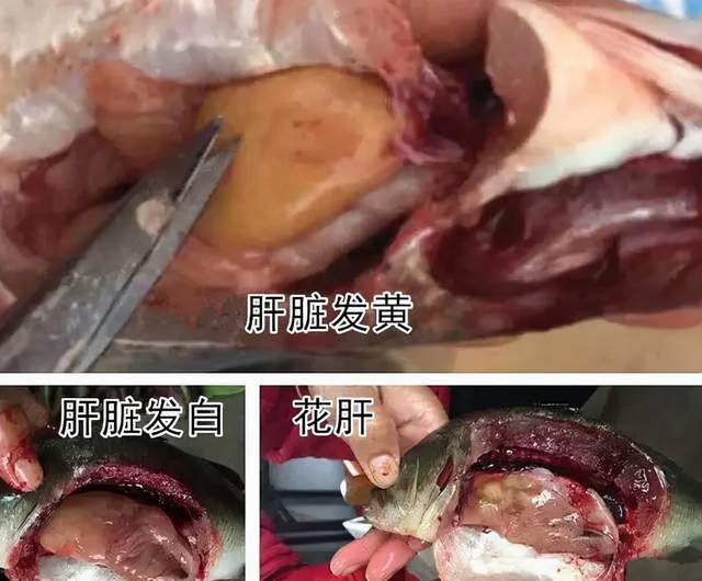 加洲鲈鱼养殖技术:加州鲈鱼常见病与治疗方案