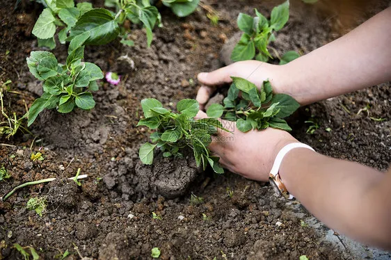 植树节，在心里种下一棵“绿树”