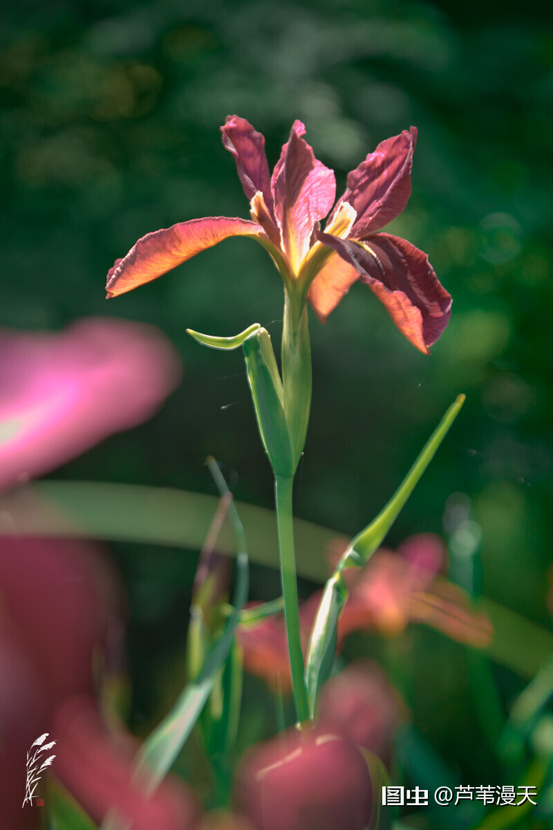 鸢尾花也叫iris 與古希臘神話中的 彩虹女神 同名 暗指它花色絢麗 如同彩虹一般 鸢尾花的美麗是世人公認的 在莫奈 梵 天天看點