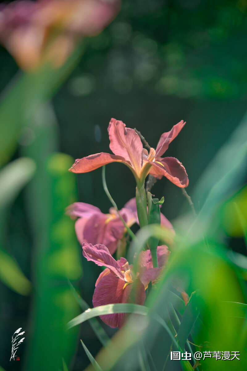 鸢尾花也叫iris 與古希臘神話中的 彩虹女神 同名 暗指它花色絢麗 如同彩虹一般 鸢尾花的美麗是世人公認的 在莫奈 梵 天天看點