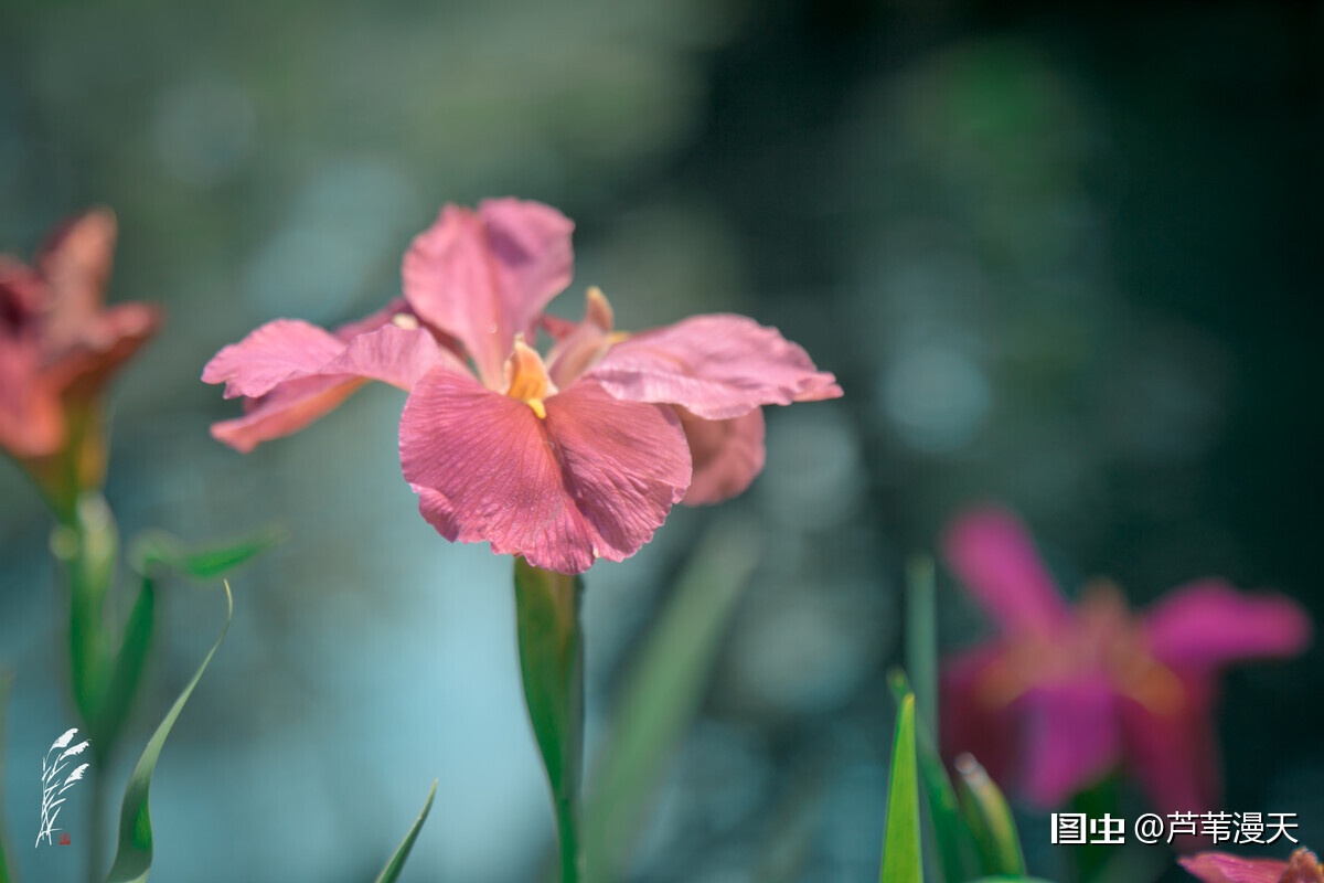 鸢尾花也叫iris 與古希臘神話中的 彩虹女神 同名 暗指它花色絢麗 如同彩虹一般 鸢尾花的美麗是世人公認的 在莫奈 梵 天天看點