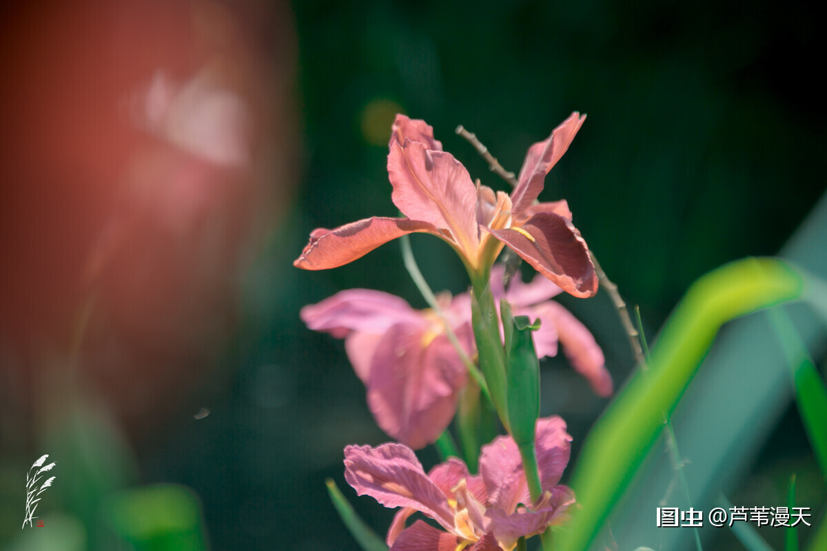 鸢尾花也叫iris 與古希臘神話中的 彩虹女神 同名 暗指它花色絢麗 如同彩虹一般 鸢尾花的美麗是世人公認的 在莫奈 梵 天天看點
