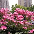 百姓茶馆