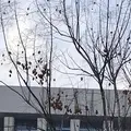 三农小草