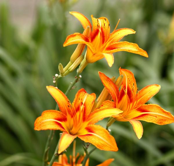 金针菜是什么，都是“人间美味”（金针菜是什么菜图片）