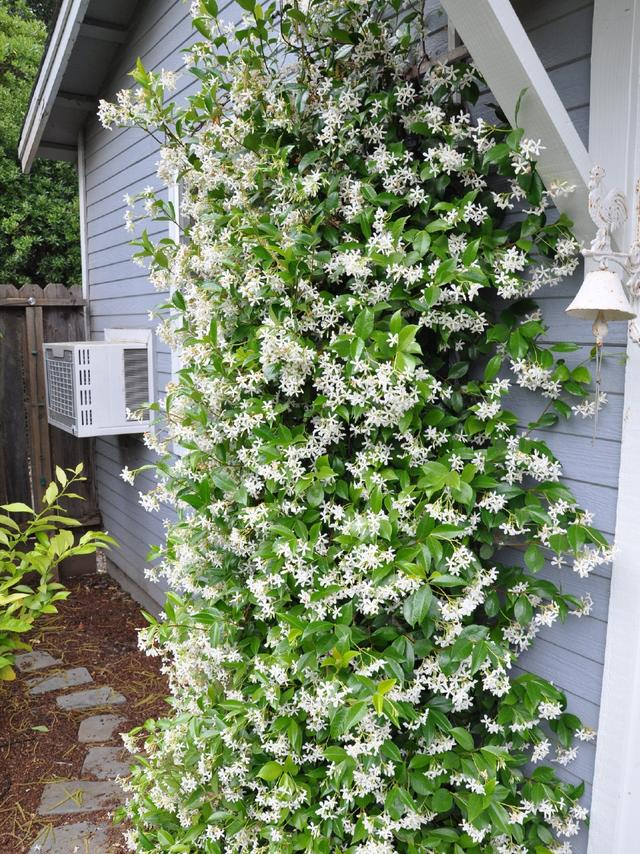 春天的花有哪些，二年级春天的花有哪些（“最香的”15种花）