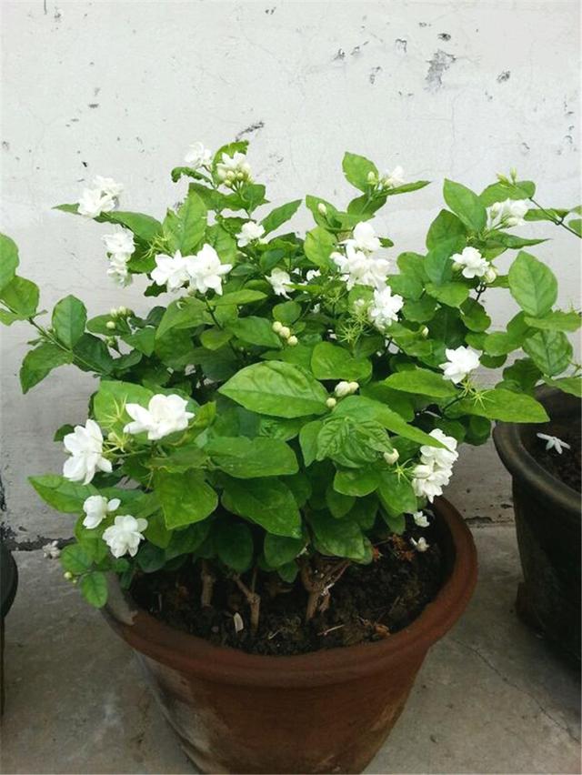 芦荟饮料都有哪几种，芦荟饮料都有哪几种牌子（“大病小病”都走光）