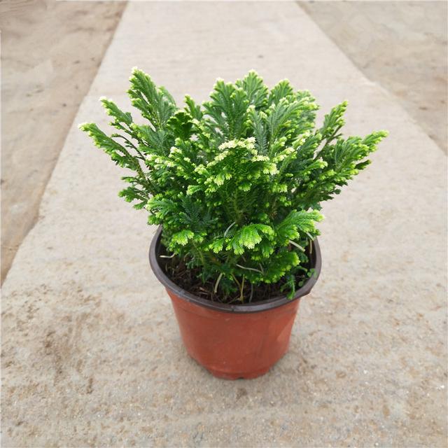 客厅适合养什么花，客厅适合养什么花和植物好风水（堪称“不死花”）