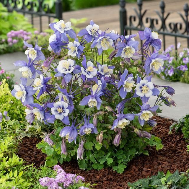 韭莲怎么养，韭菜莲有毒吗 韭菜莲怎么养（被“名字”耽误一生的花）