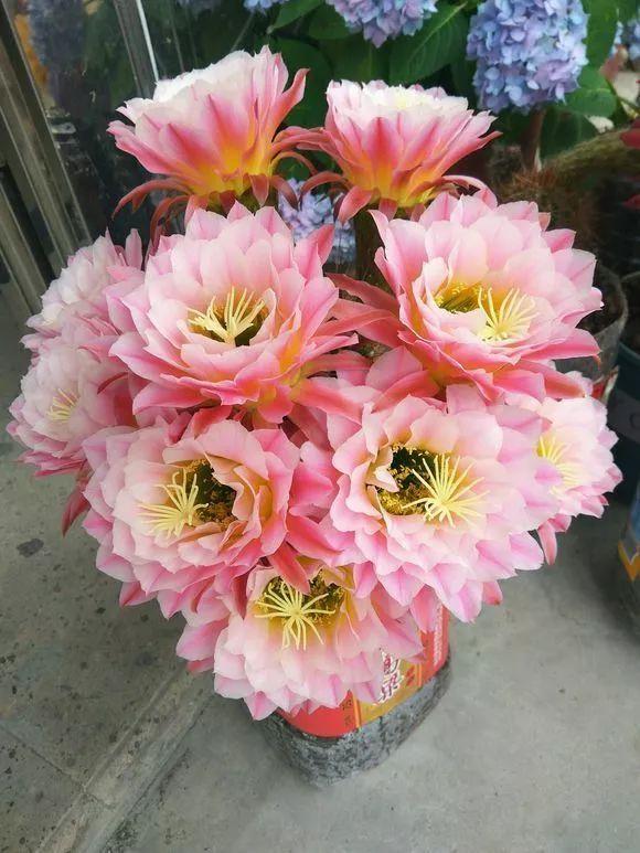 马齿苋多少钱一棵，马齿苋药材价格（堪称“死不了”）