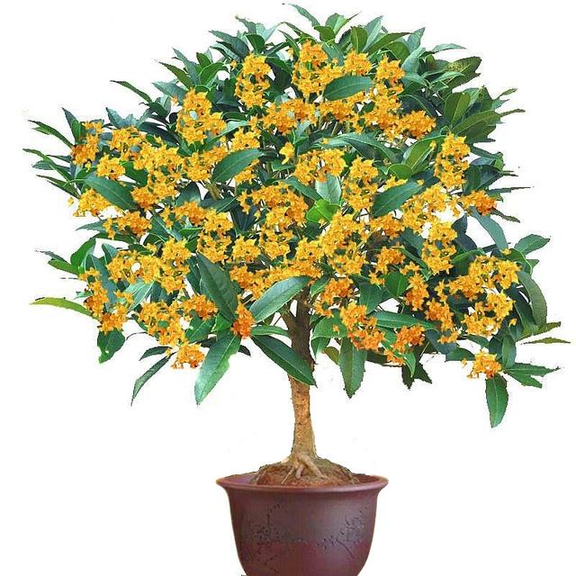 院子里最旺宅的果树有哪些，院子里最旺宅的果树有哪些品种（庭院种六树）