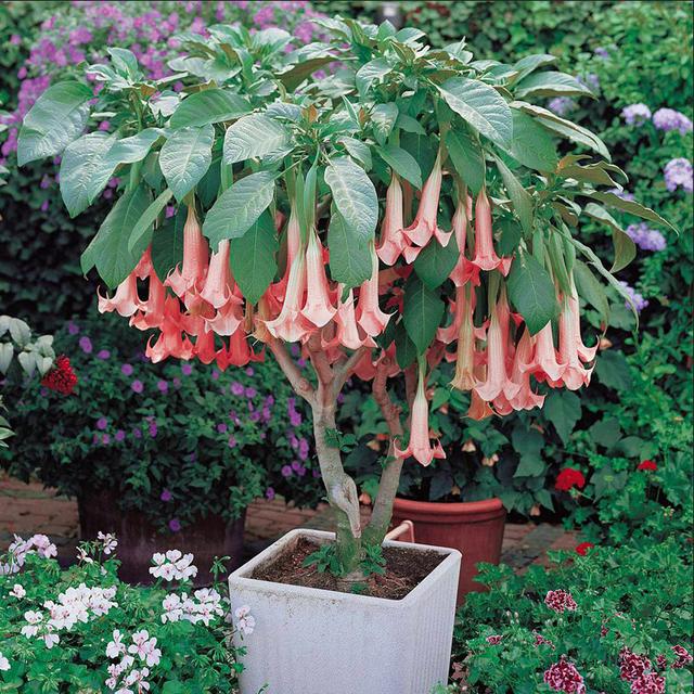 快认清“真面目”，有毒的花名字及图片