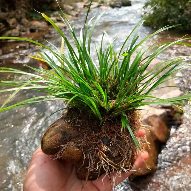家里为什么不能养荷花，家里荷花挂在什么方位好（9种“名花”富贵吉利）