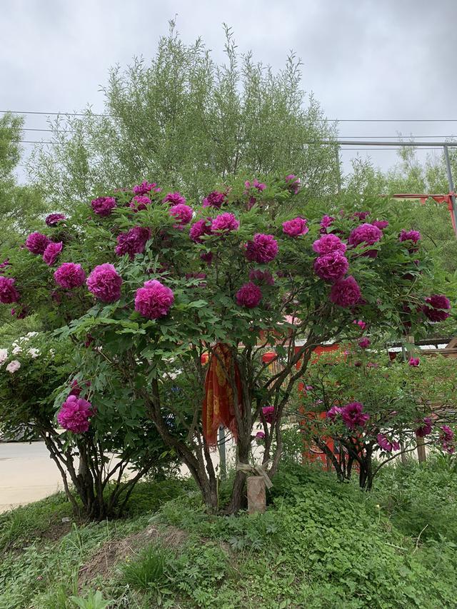 现在中国国花是什么花适合春秋穿的衣服，中国的国花是什么（5种“高贵花”）