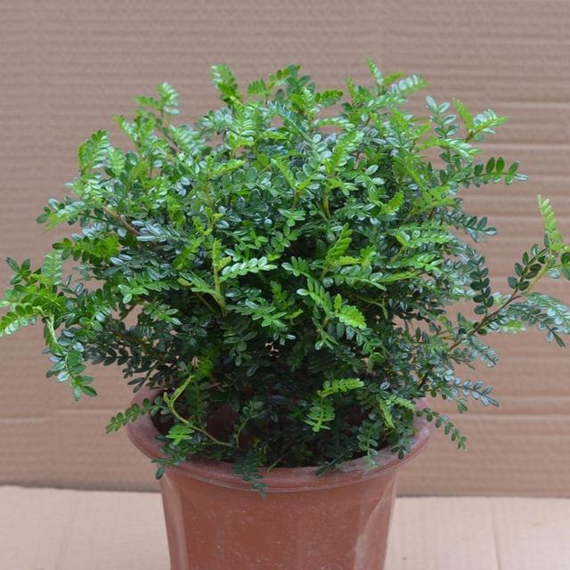 一抹香植物图片的功效与作用，一抹香的作用和用途（5种“香香花”摆在卫生间）