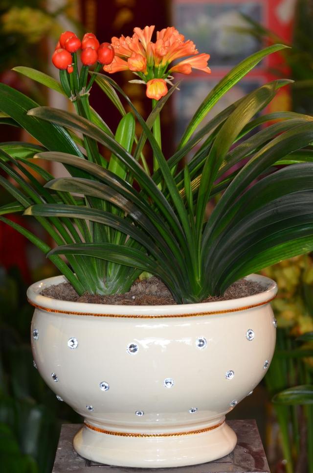 家里为什么不能养荷花，家里荷花挂在什么方位好（9种“名花”富贵吉利）