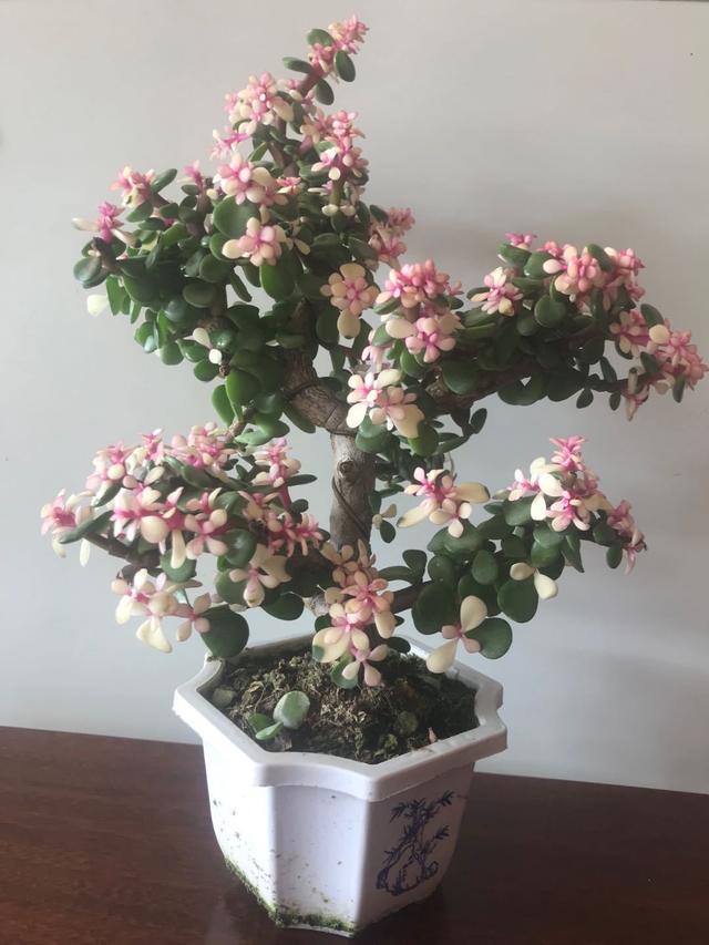 金弹子，一种“金弹子”比玉树马齿苋更有价值（金弹子是什么植物）