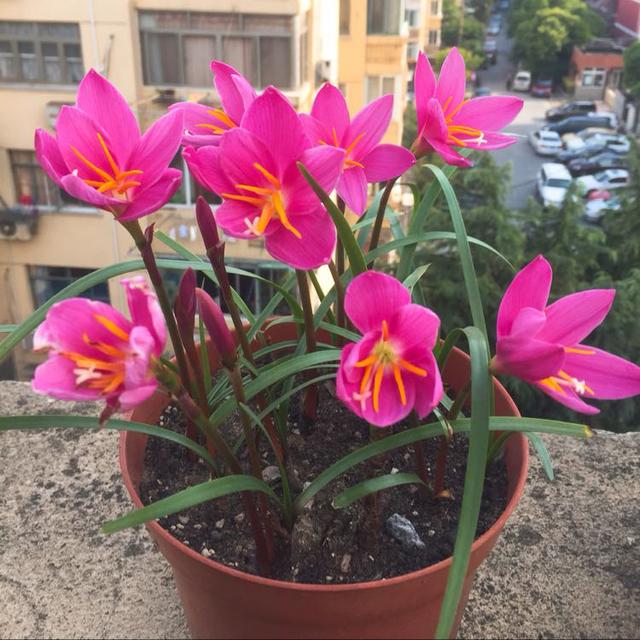 韭莲怎么养，韭菜莲有毒吗 韭菜莲怎么养（被“名字”耽误一生的花）