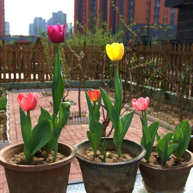 快认清“真面目”，有毒的花名字及图片