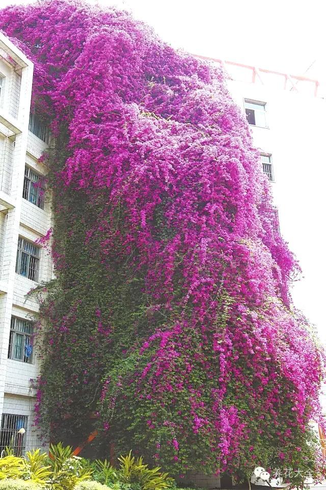 爬藤植物有哪些，一年四季不枯萎的爬藤植物（7种“爬藤花”）