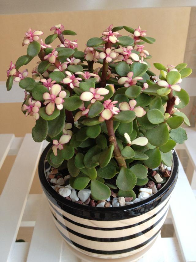 马齿苋多少钱一棵，马齿苋药材价格（堪称“死不了”）