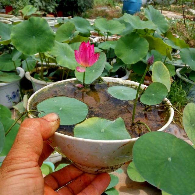 曼陀罗花的传说，曼陀罗花的含义和传说（传说“7种花”）