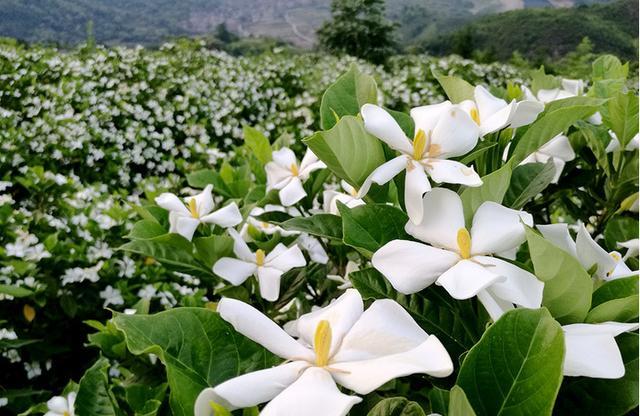 九里香什么时候开花，九里香怎么养才能开花（夏天“最香的”6种花）