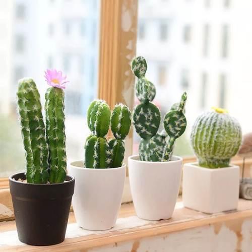 常见的八种多肉植物，各种各样的多肉植物（6种“小多肉”）