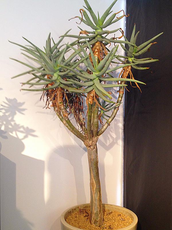 常见的八种多肉植物，各种各样的多肉植物（6种“小多肉”）