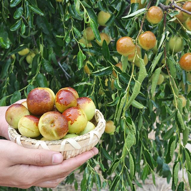 院子里最旺宅的果树有哪些，院子里最旺宅的果树有哪些品种（庭院种六树）